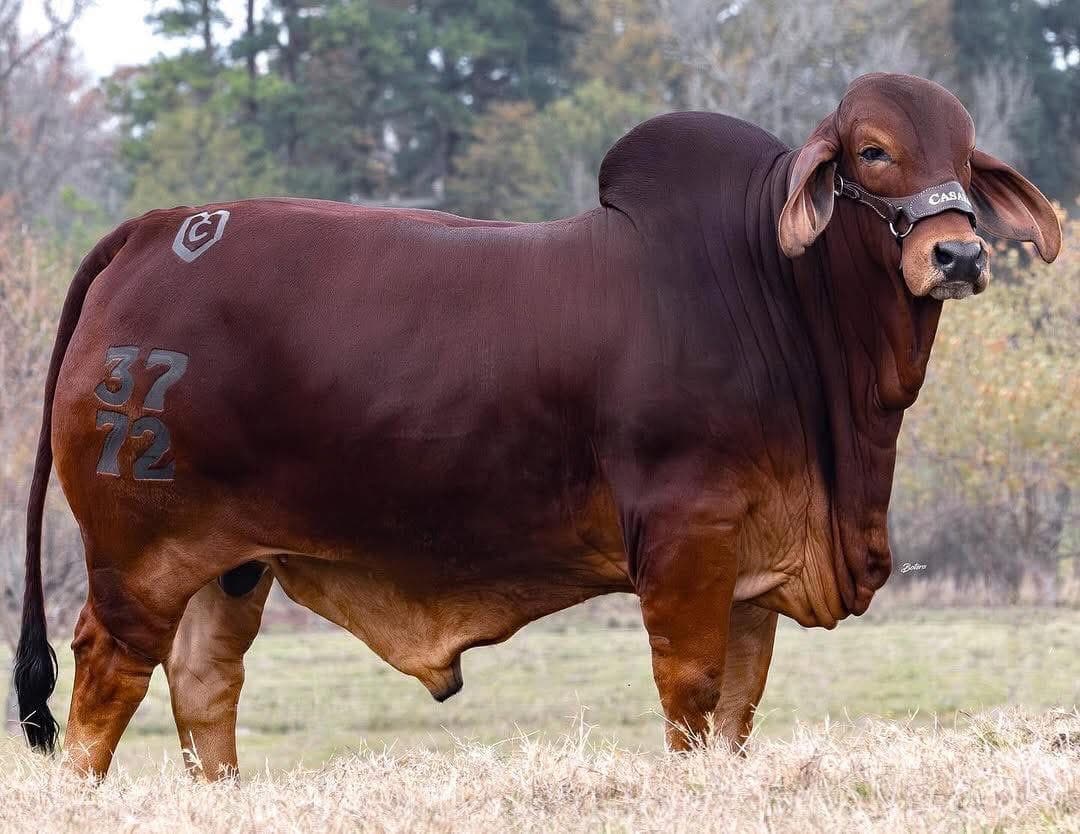 Premium Brahman bull